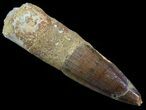 Spinosaurus Tooth - Large Section Of Root #52087-1